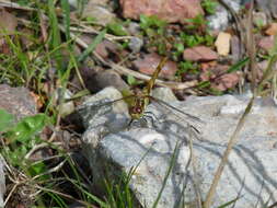 Image of Common Darter