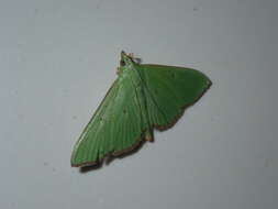 Parotis punctiferalis Walker (1866) resmi