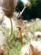 Image of Cranefly