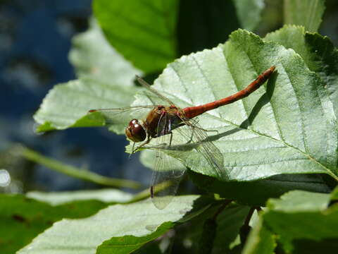 Image of Common Darter