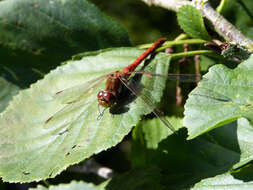 Image of Common Darter