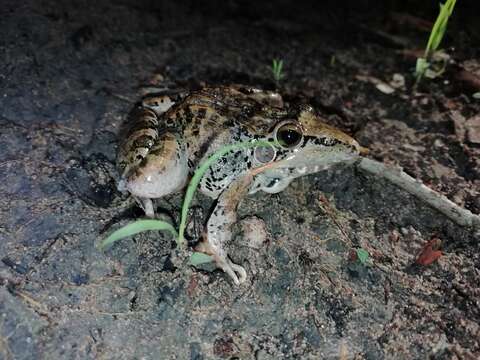 Image of Sharp-nosed Frog