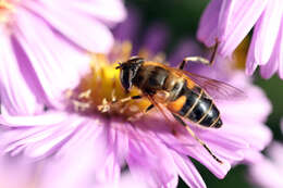 Image of Eristalis pertinax (Scopoli 1763)