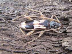 Image of Coptocercus trimaculatus (Hope 1841)