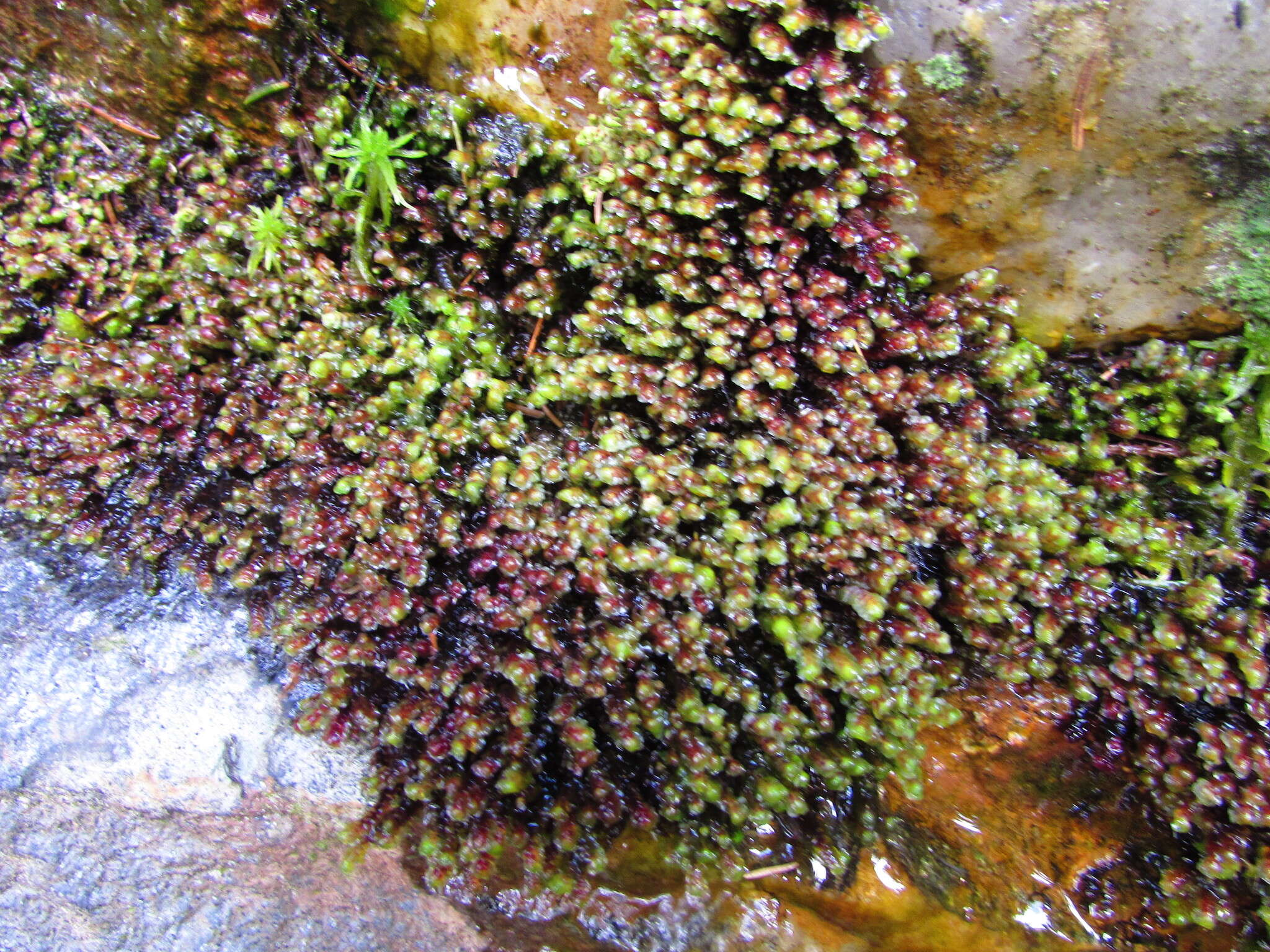 Image of Scapania undulata (L.) Dumort.