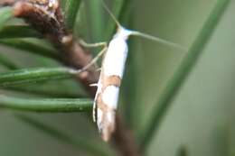 Image of <i>Argyresthia ivella</i>