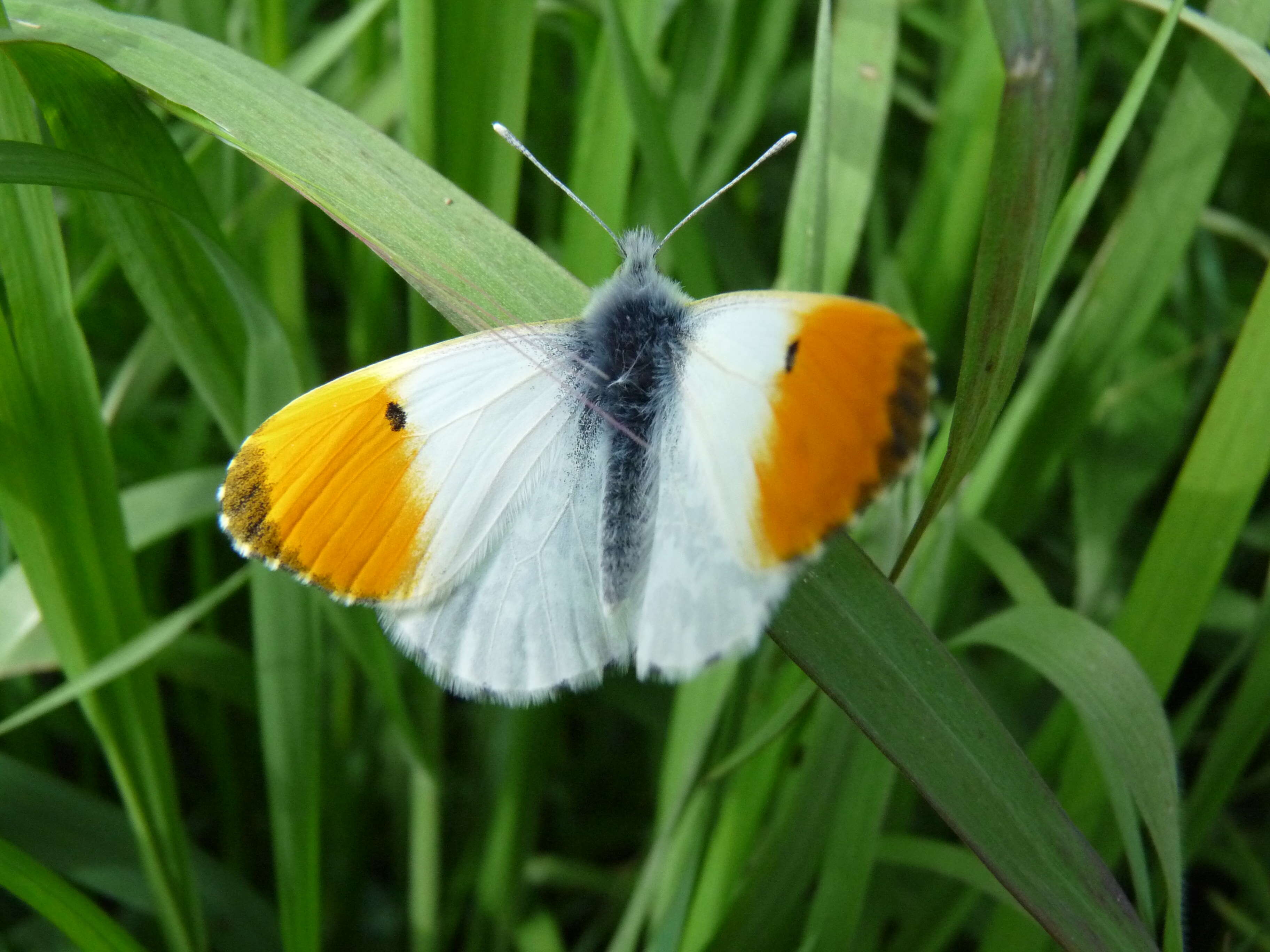 Image of orange tip