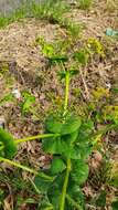 Image of Smyrnium perfoliatum subsp. rotundifolium (Mill.) Bonnier & Layens