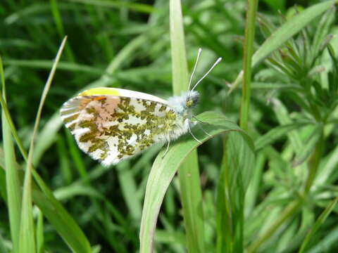 Image of orange tip