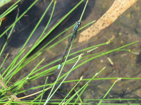 Image of Acanthagrion lancea Selys 1876