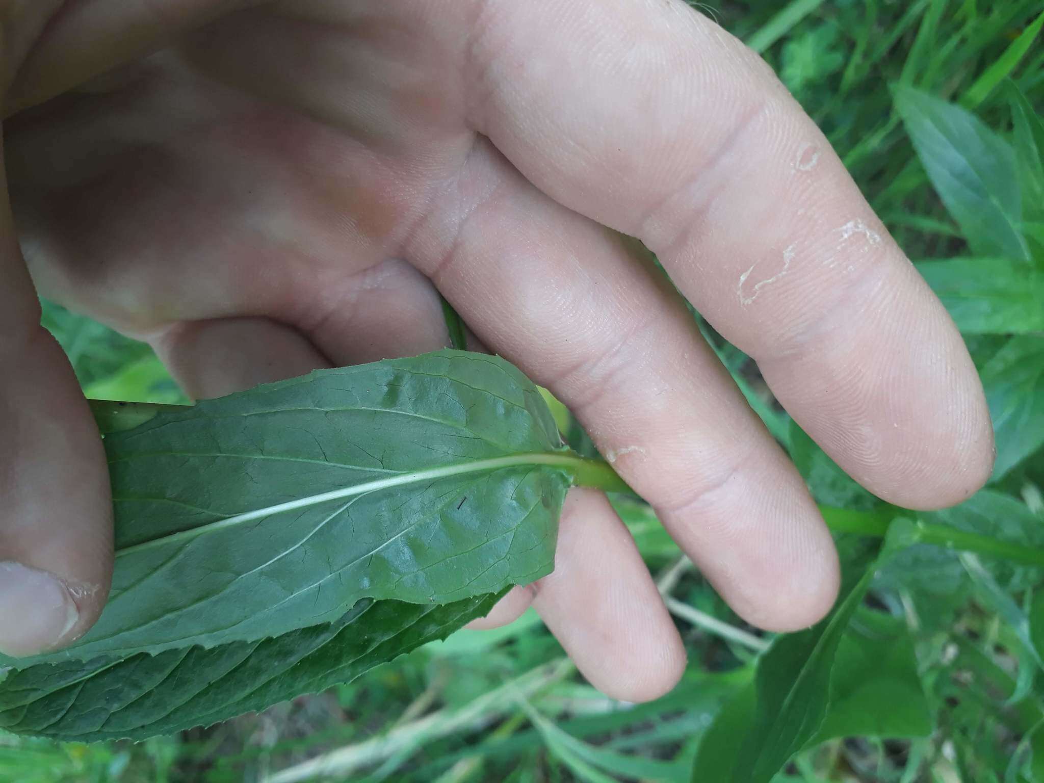 Imagem de Epilobium tetragonum L.