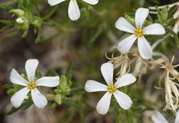 Image de Leptosiphon nuttallii subsp. pubescens (R. Patt.) J. M. Porter & L. A. Johnson