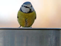 Image of Tit