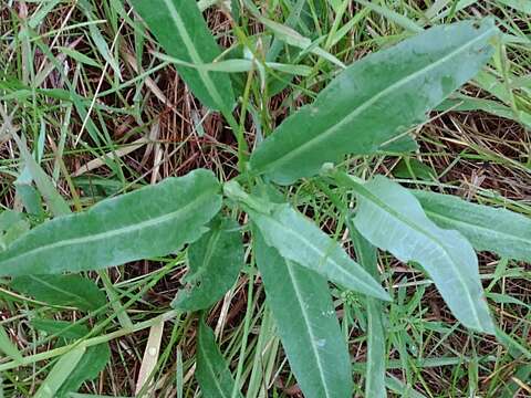 Plancia ëd Rumex occidentalis (Michx.) S. Wats.