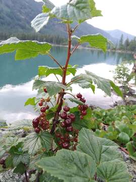 Image of Ribes altissimum Turcz. ex Pojark.