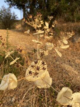 Image of Smyrnium perfoliatum subsp. rotundifolium (Mill.) Bonnier & Layens