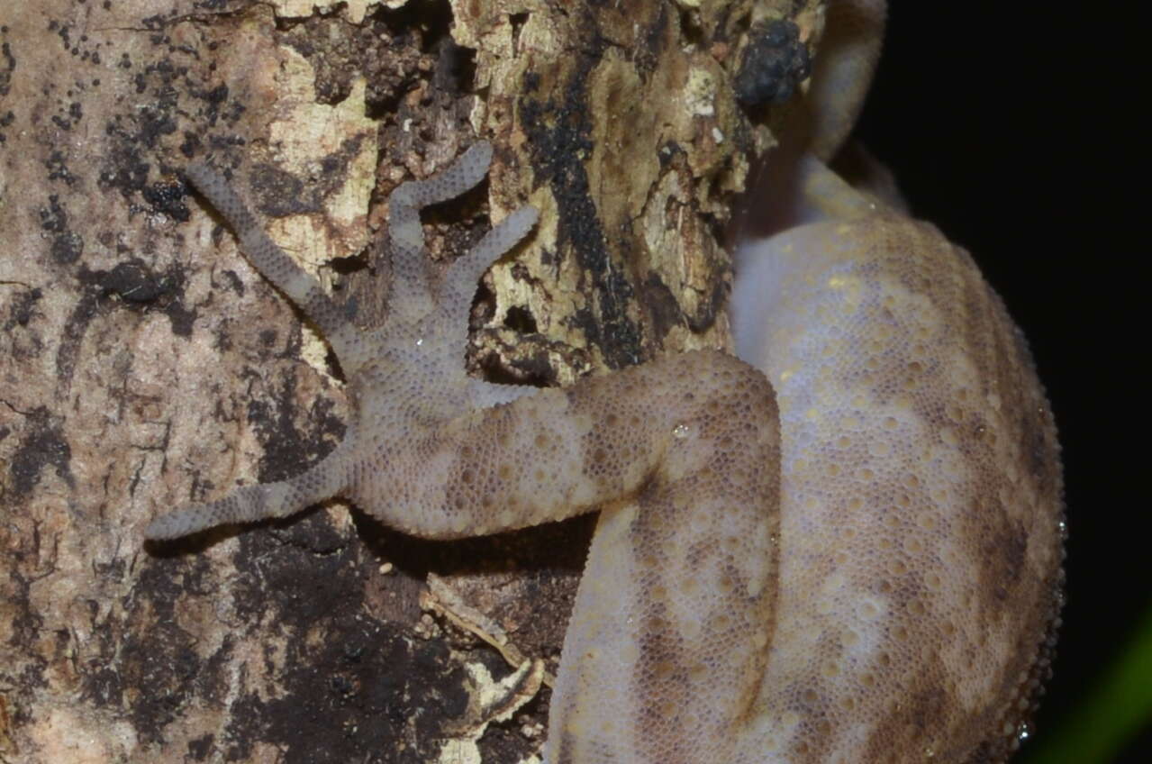 Nactus pelagicus (Girard 1858) resmi