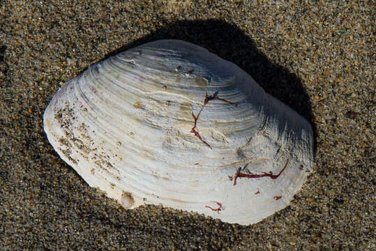 Image of Pacific gaper clam