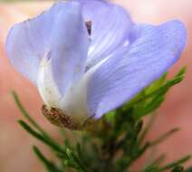 Image of Psoralea speciosa Eckl. & Zeyh.