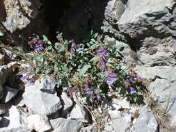 Penstemon rhizomatosus N. H. Holmgren的圖片