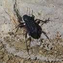 Image of Somaticus (Somaticus) aeneus (Solier 1843)