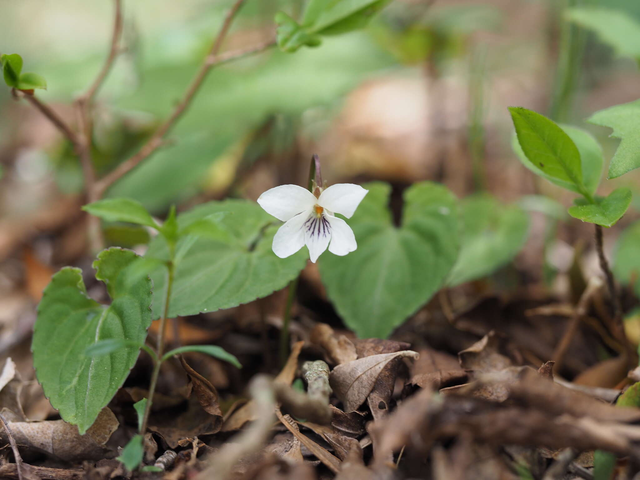 Image of Viola shikokiana Makino