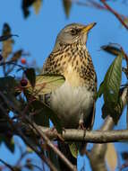 Image of Fieldfare