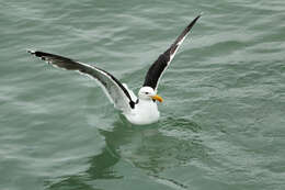 Image of Great Black-backed Gull