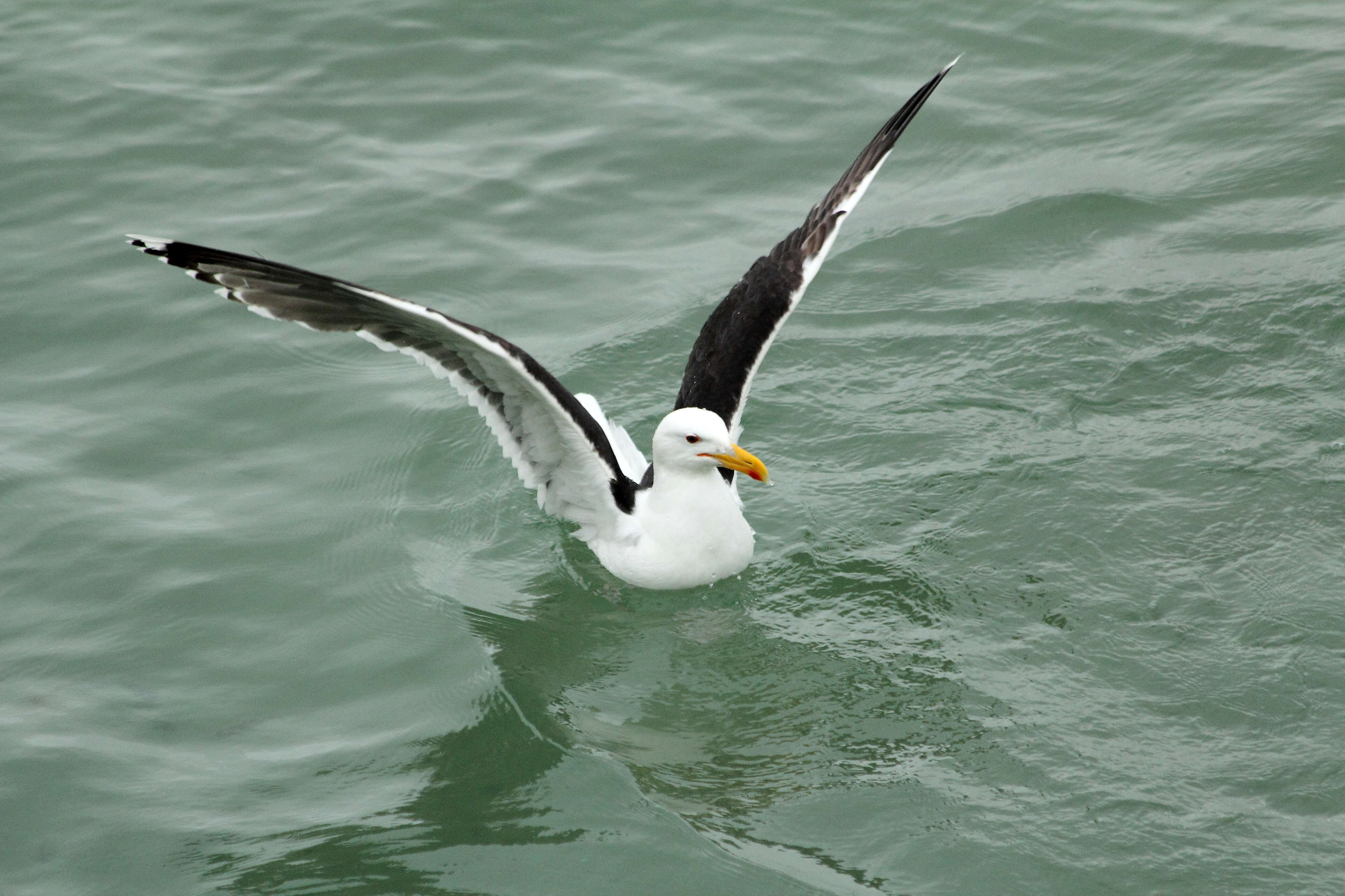 Image of Great Black-backed Gull