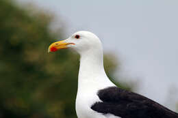 Image of Great Black-backed Gull