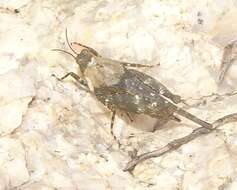 Image of Aztec Pygmy Grasshopper