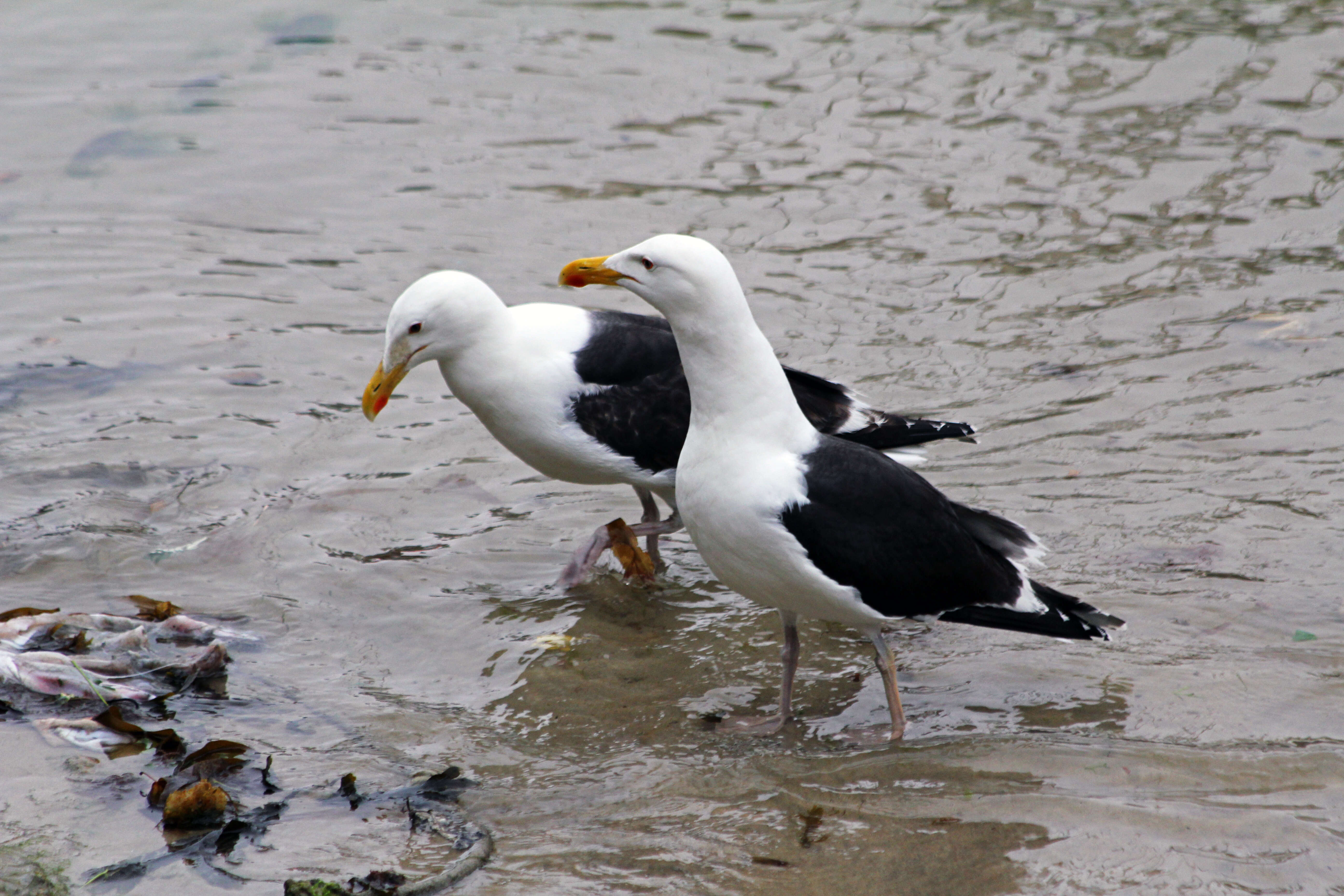 Image of Great Black-backed Gull