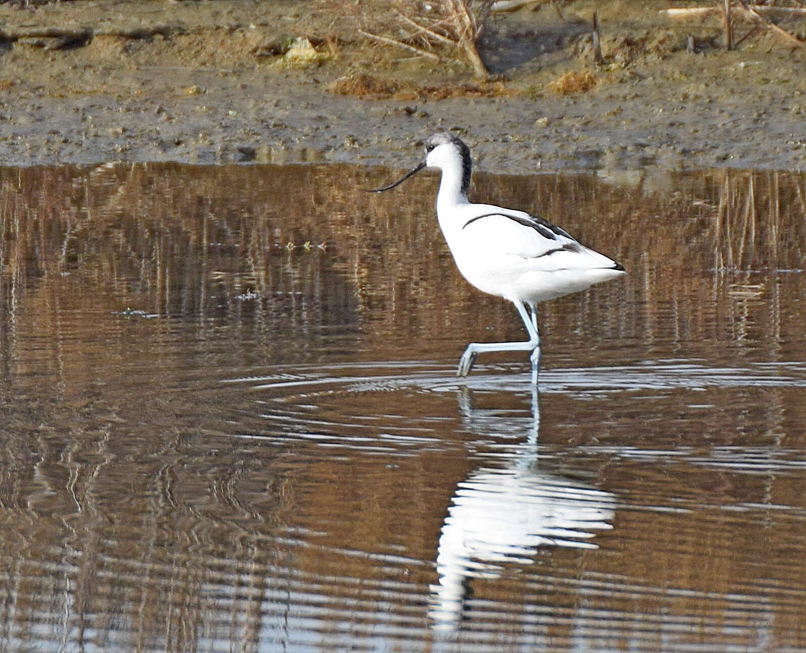 Image de Avocette à tête noire