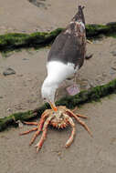 Image of Great Black-backed Gull