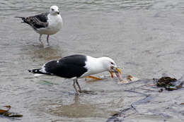 Image of Great Black-backed Gull