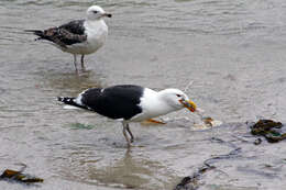 Image of Great Black-backed Gull