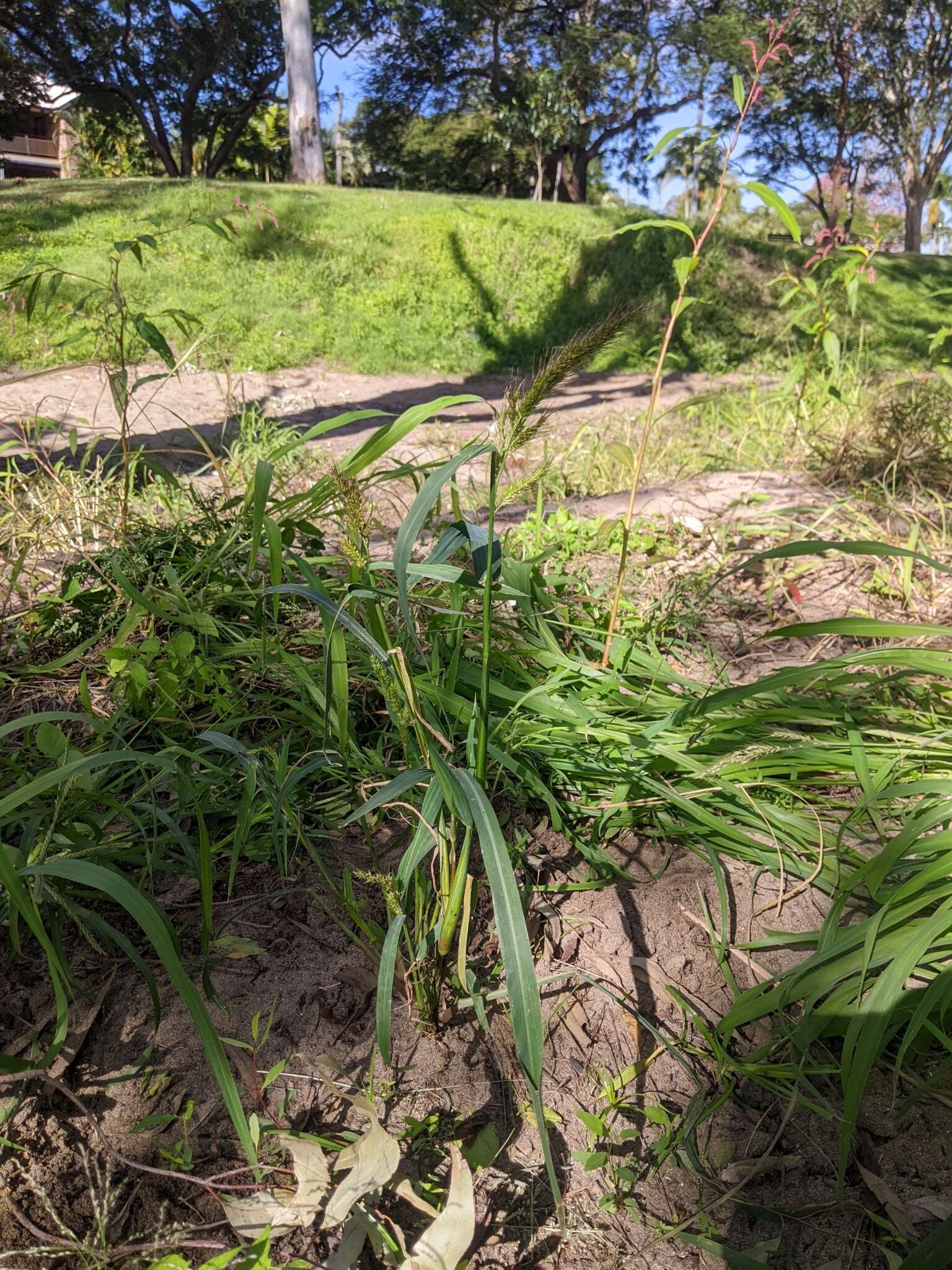 Image of Echinochloa telmatophila Michael & Vickery