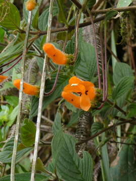 Imagem de Columnea strigosa Benth.