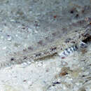 Image of Big-toothed goby