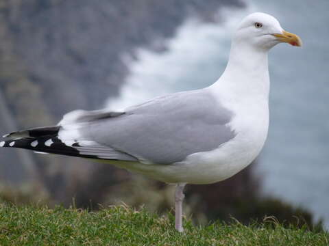 Image of European Herring Gull