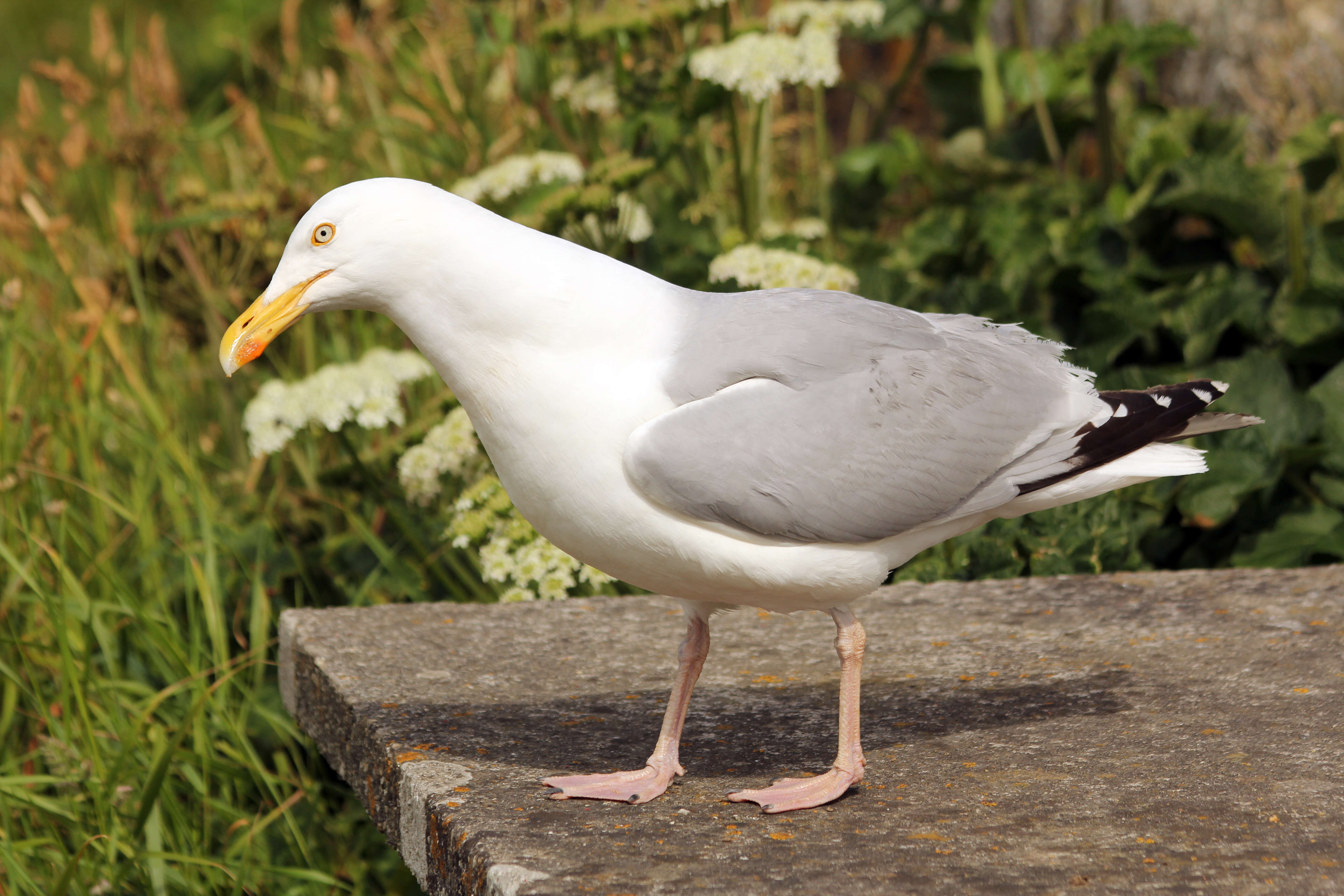 Image of European Herring Gull