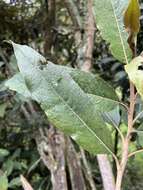 Image of Buddleja bullata Kunth