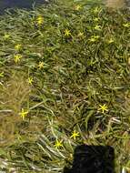 Image of grassleaf mudplantain