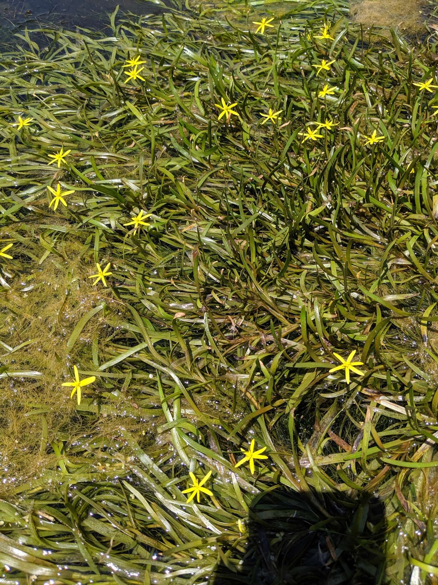 Image of grassleaf mudplantain