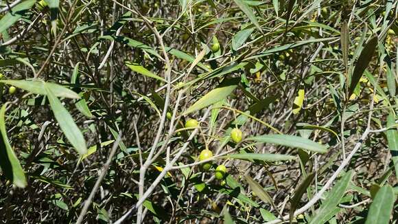 Plancia ëd Olea europaea subsp. guanchica P. Vargas, J. Hess, Muñoz Garm. & Kadereit