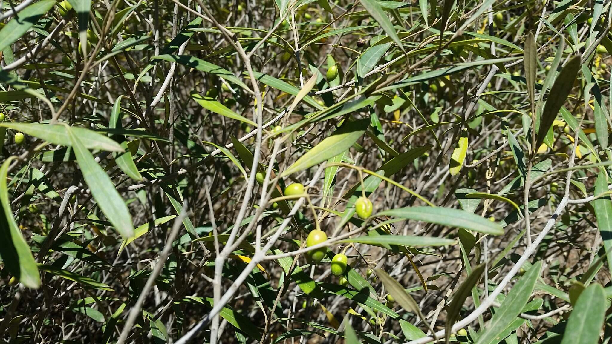 Image of Olea europaea subsp. guanchica P. Vargas, J. Hess, Muñoz Garm. & Kadereit