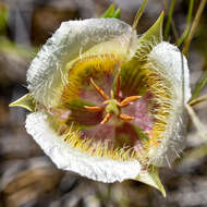 Calochortus coxii M. R. Godfrey & Callahan resmi