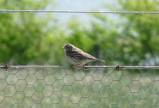 Image of Meadow Pipit