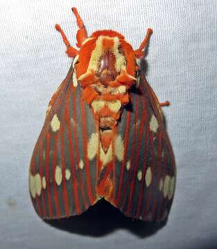 Imagem de Citheronia regalis (Fabricius 1793)