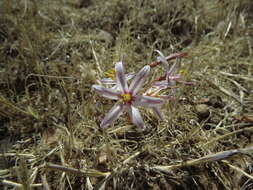 Image of Traubia modesta (Phil.) Ravenna